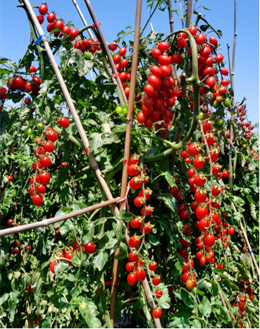 地康源肥料：讓紅貴人番茄的“天賦”，結(jié)出更驚艷的豐收